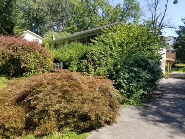 House with over grown shrubs with a drive way